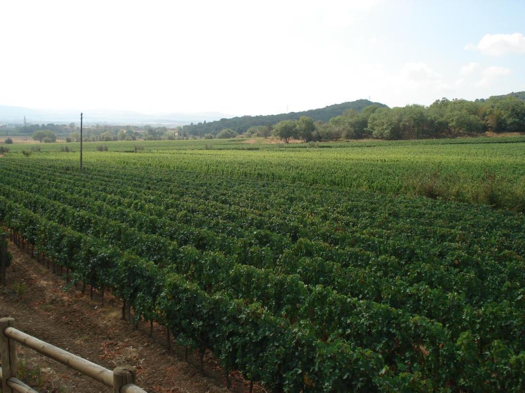 Agriturismo La Fontanella & Glamping Suvereto Εξωτερικό φωτογραφία
