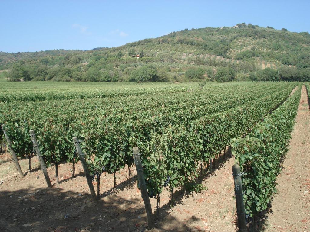 Agriturismo La Fontanella & Glamping Suvereto Εξωτερικό φωτογραφία