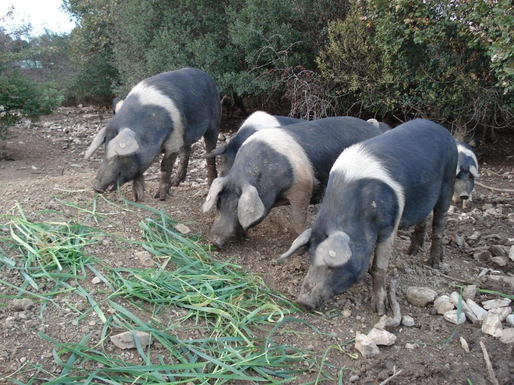 Agriturismo La Fontanella & Glamping Suvereto Εξωτερικό φωτογραφία
